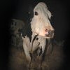 Cow - Projection + Rencontre