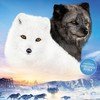 Kina et Yuk, renards de la banquise