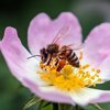 Ode aux abeilles