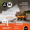 Rattus
