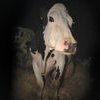 Cow - Projection + Rencontre