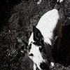 Heart of a Dog